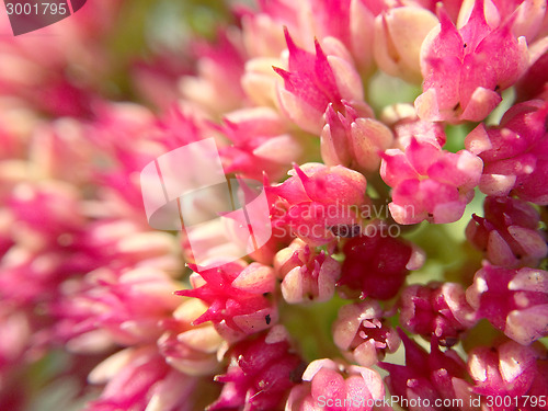 Image of sedum