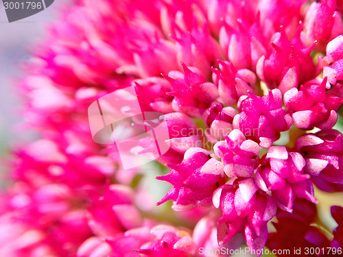 Image of sedum