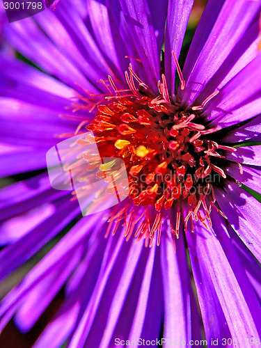 Image of Aster 