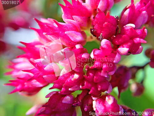 Image of sedum