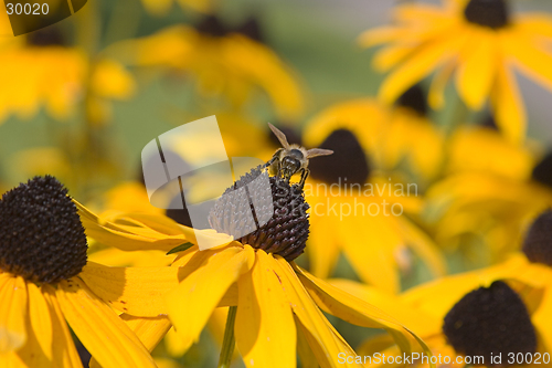 Image of Bee on a flower