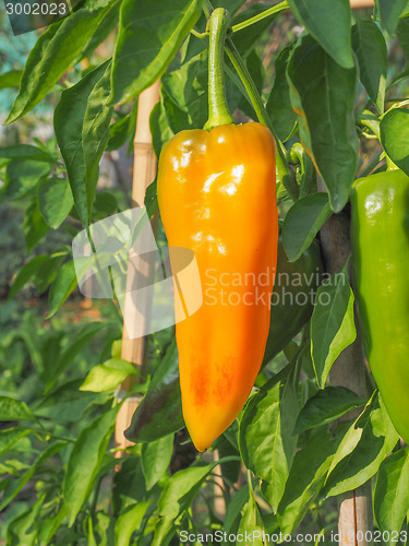 Image of Pepper vegetable