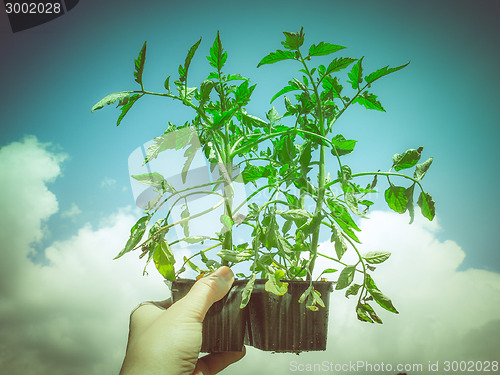 Image of Retro look Plug tomato plant