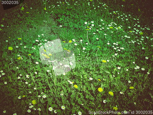 Image of Retro look Daisy meadow