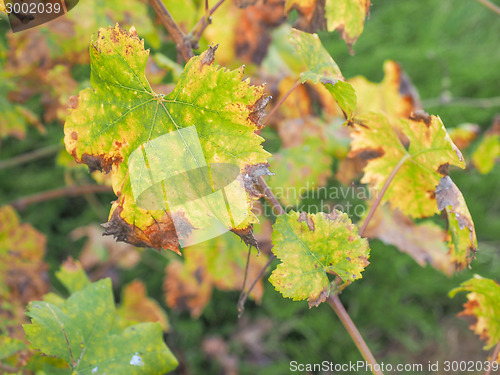 Image of Vitis plant leaf