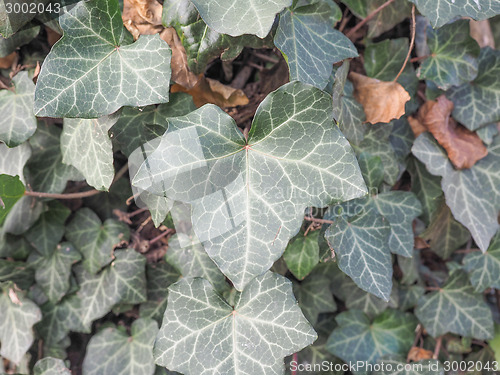 Image of Ivy leaves