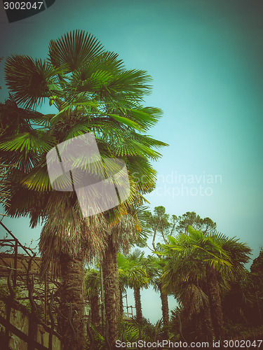Image of Retro look Palm tree