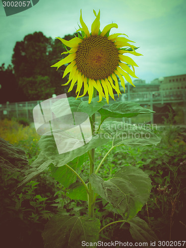 Image of Retro look Sunflower flower