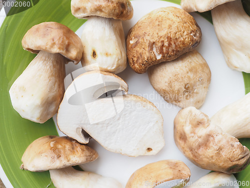 Image of Porcini Mushroom