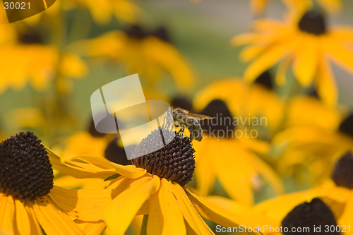 Image of Bee on a flower