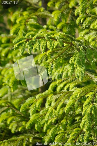 Image of Pine Tree