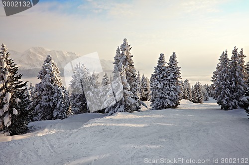 Image of Winter Landscape