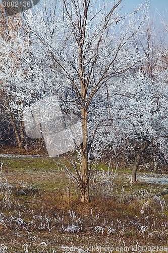 Image of Winter tree