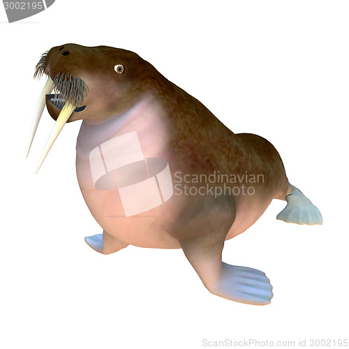 Image of Walrus