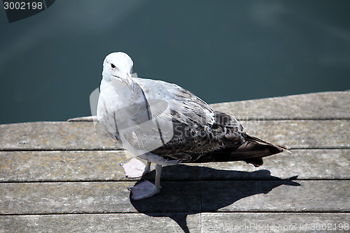 Image of seagull on quay