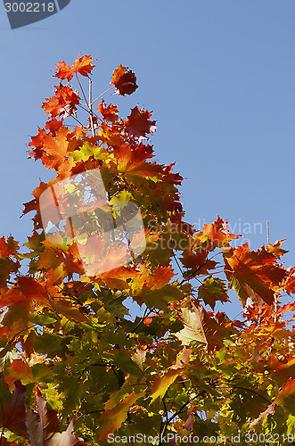 Image of autumn leaves against the blue sky