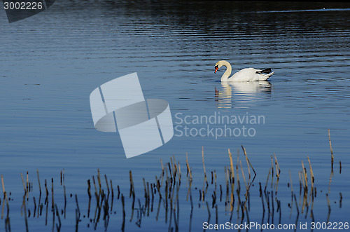 Image of white swan swimming in lake