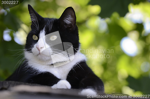 Image of black and white cat on the roof