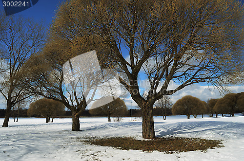 Image of trees in the winter park