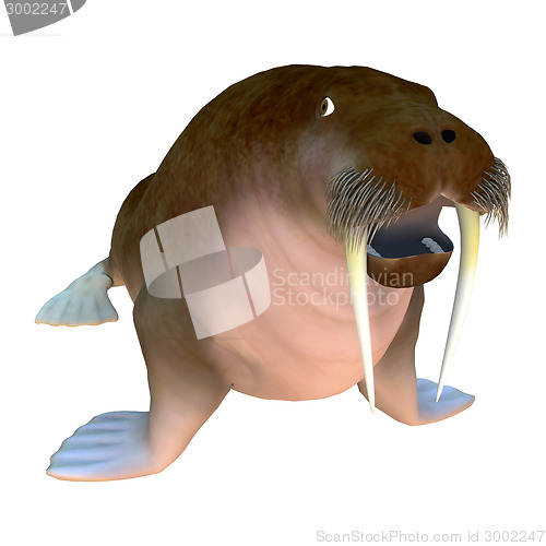 Image of Walrus