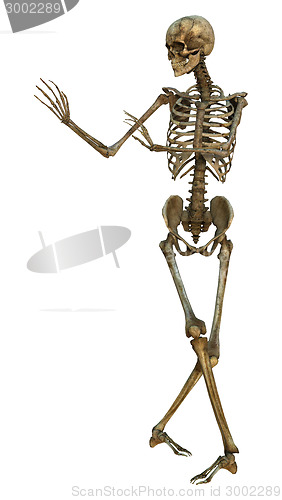 Image of Human Skeleton