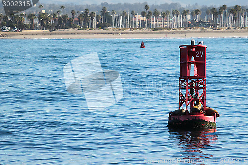 Image of Buoy Sea Lions