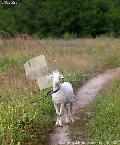 Image of White goat on meadow