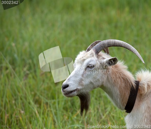 Image of Head of a goat 