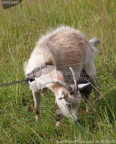 Image of Goat grazing on meadow 