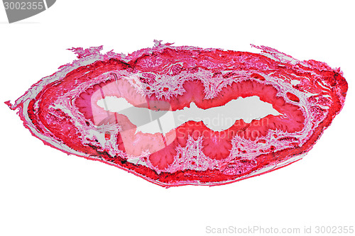 Image of Epithelium micrograph