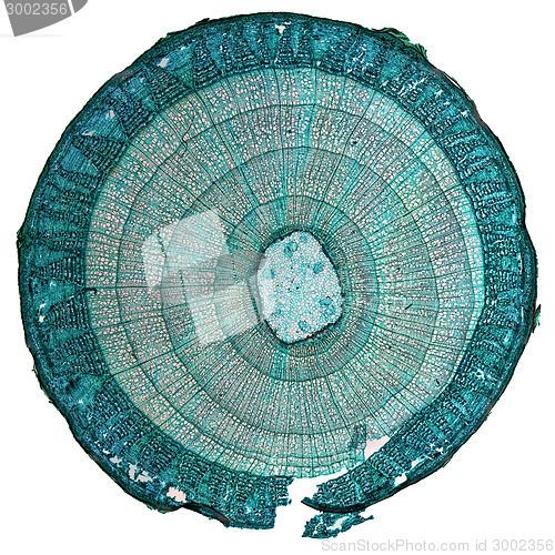 Image of Tilia stem micrograph