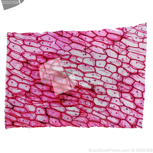 Image of Onion epidermus micrograph