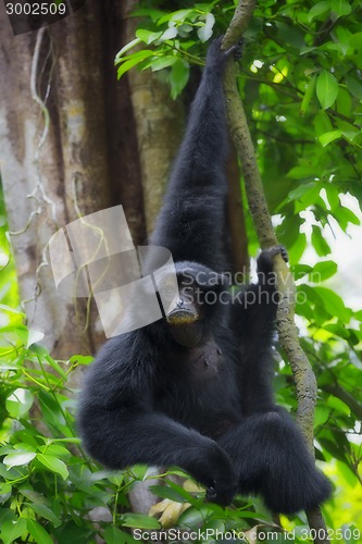 Image of Siamang Gibbon