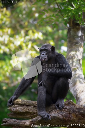 Image of Common Chimpanzee