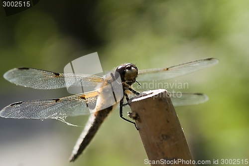 Image of dragon fly