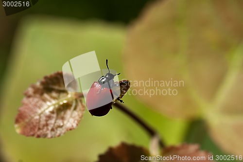 Image of red bug