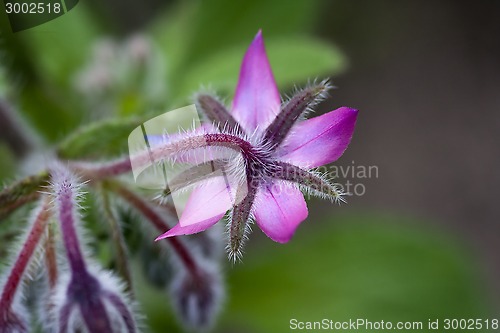 Image of pink borago