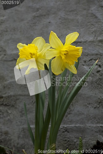 Image of daffodils