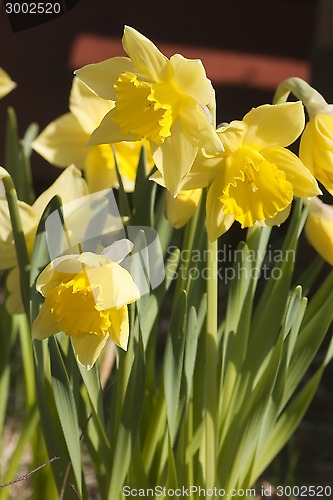 Image of daffodils