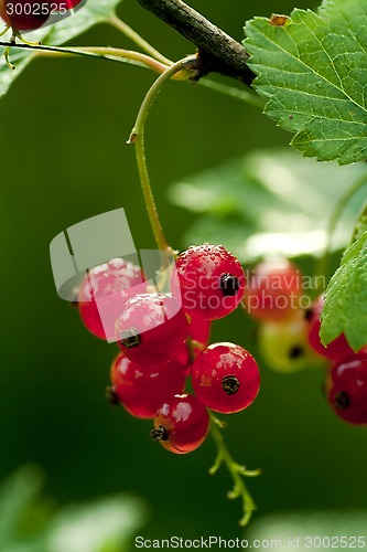 Image of red currants with drops