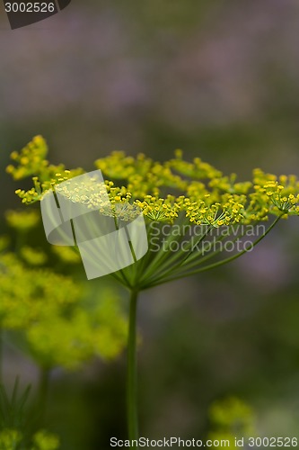 Image of dill