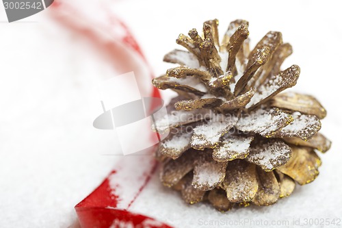 Image of pine cone on the snow