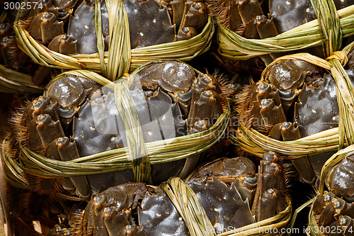 Image of Group of crabs 