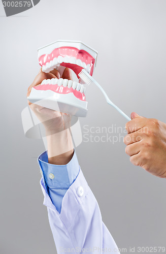 Image of Dentist hold with denture and toothbrush