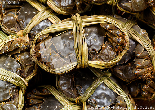 Image of Group of Chinese hairy crabs