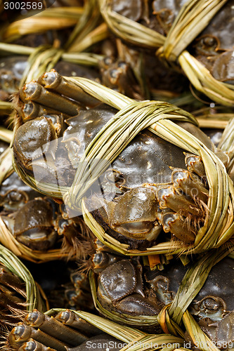 Image of Chinese hairy crabs close up