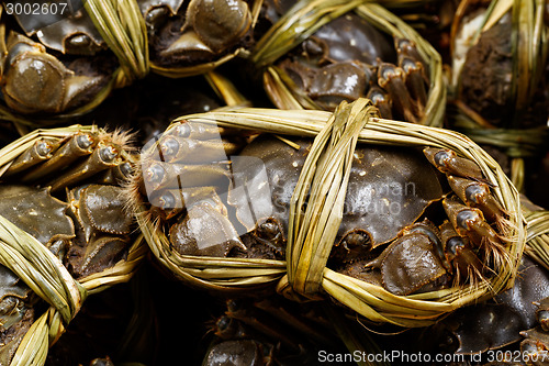 Image of China hairy crabs