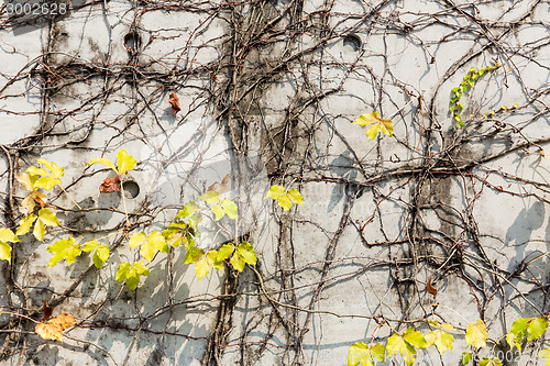 Image of Vine creeper plant with yellow leaves