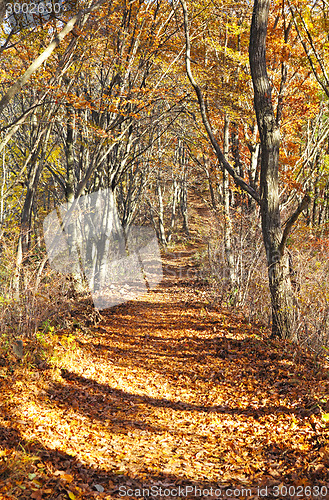 Image of Pathway through the autumn forest 