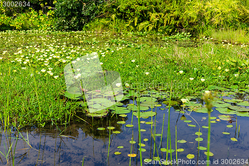 Image of Water pond